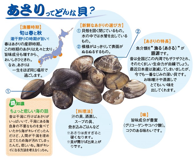 あさりについて